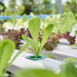 Indoor Farm 6