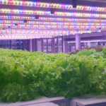 Indoor Farm 7